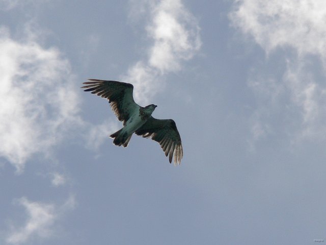 43- Un rapace survole les pins colonnaires 